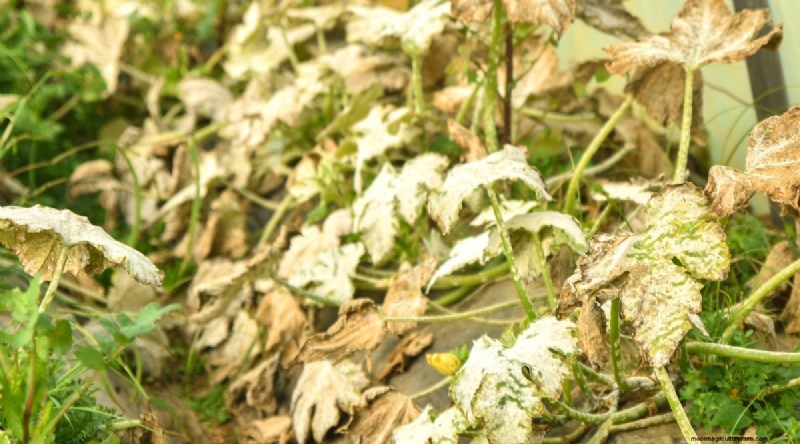 Zucchini Growth Stages: A Complete Guide to Fast-Growing Summer Squash