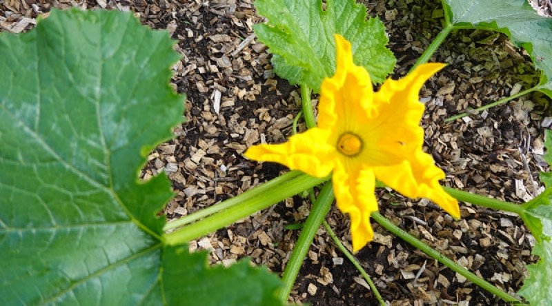 Zucchini Growth Stages: A Complete Guide to Fast-Growing Summer Squash
