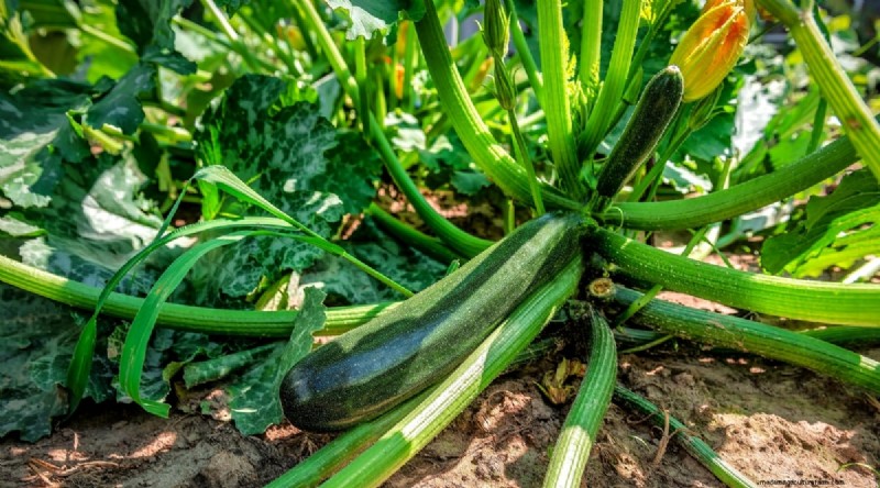 Zucchini Growth Stages: A Complete Guide to Fast-Growing Summer Squash