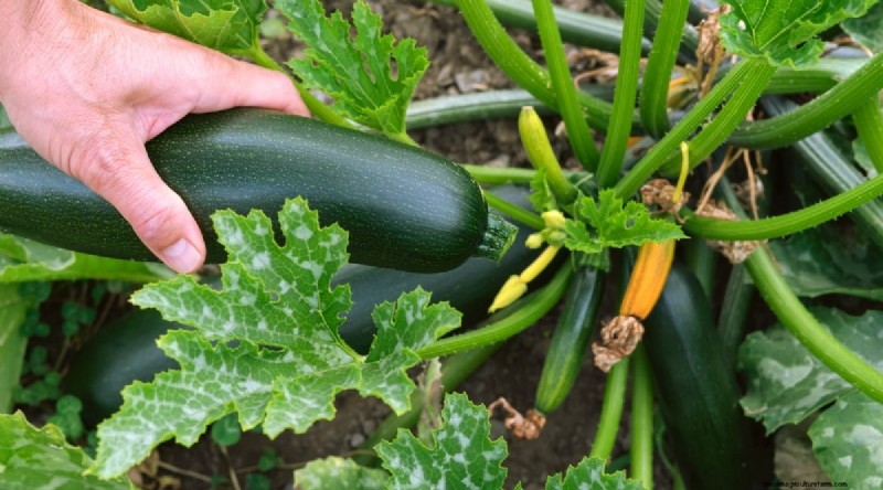 Zucchini Growth Stages: A Complete Guide to Fast-Growing Summer Squash