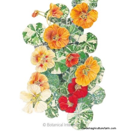 Best Companion Plants for Beans: Boost Your Garden Yield