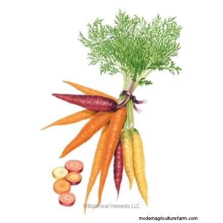Best Companion Plants for Beans: Boost Your Garden Yield