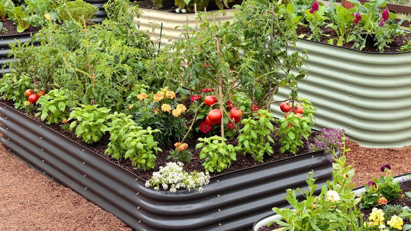 Best Companion Plants for Beans: Boost Your Garden Yield