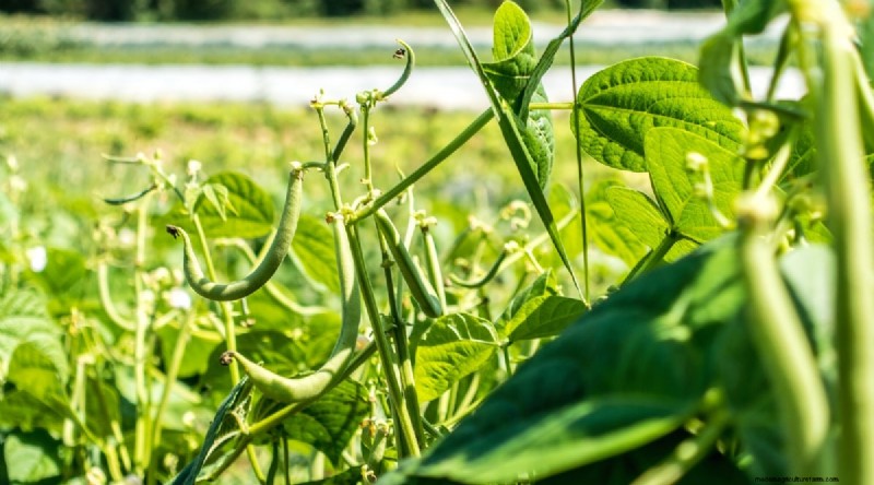 Best Companion Plants for Beans: Boost Your Garden Yield