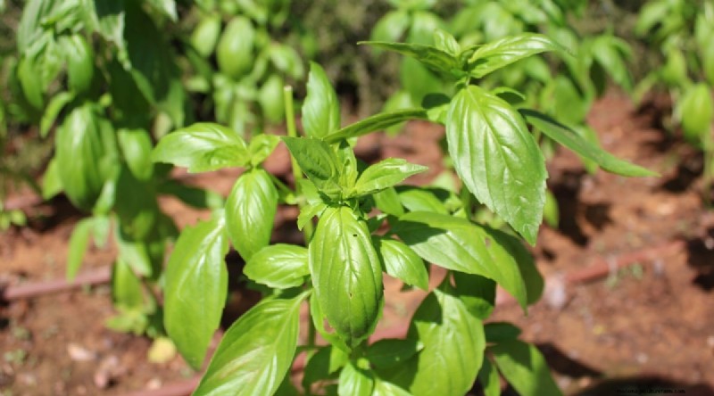 Best Companion Plants for Beans: Boost Your Garden Yield