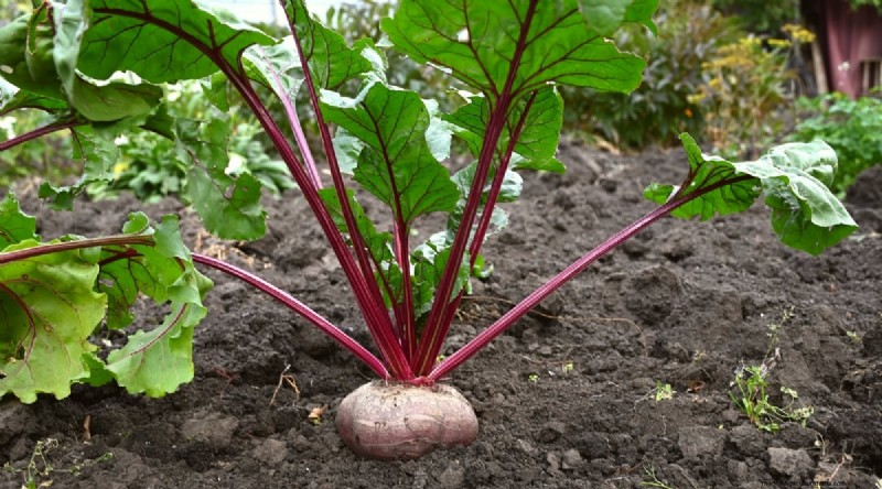 Best Companion Plants for Beans: Boost Your Garden Yield