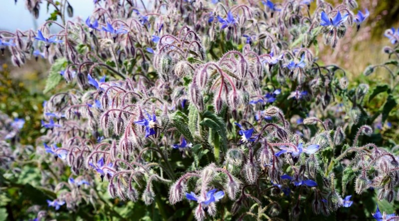 Best Companion Plants for Beans: Boost Your Garden Yield