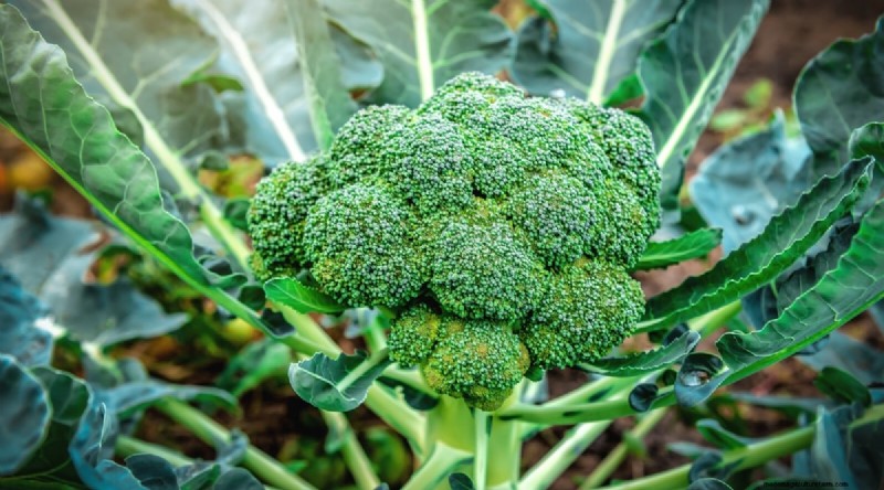 Best Companion Plants for Beans: Boost Your Garden Yield