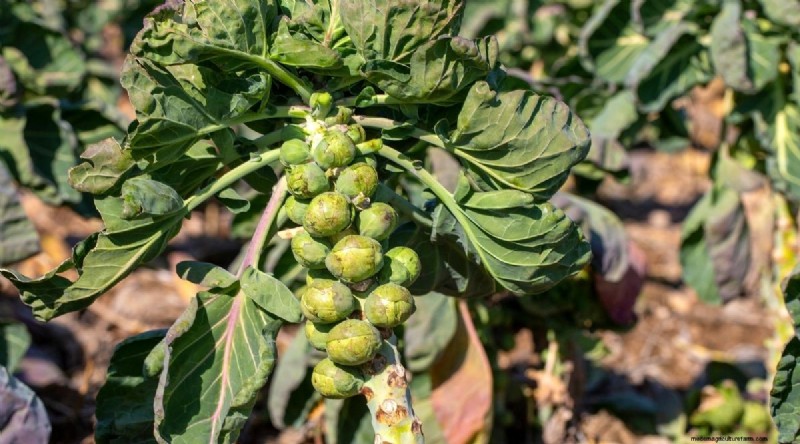 Best Companion Plants for Beans: Boost Your Garden Yield