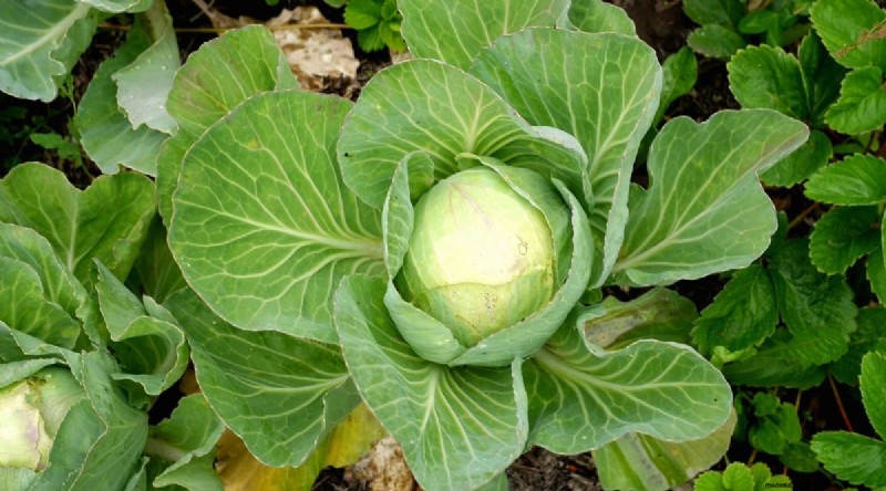 Best Companion Plants for Beans: Boost Your Garden Yield