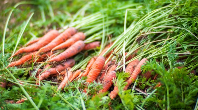 Best Companion Plants for Beans: Boost Your Garden Yield