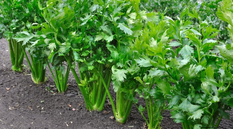 Best Companion Plants for Beans: Boost Your Garden Yield