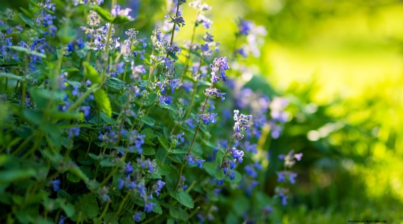 Best Companion Plants for Beans: Boost Your Garden Yield