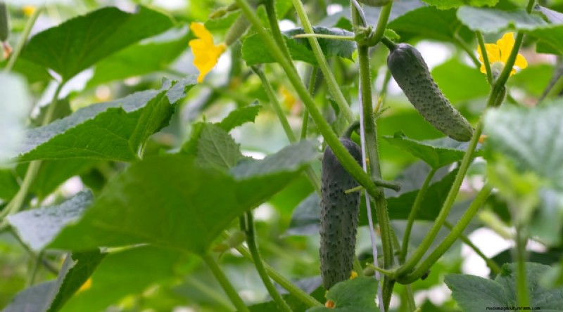 Best Companion Plants for Beans: Boost Your Garden Yield
