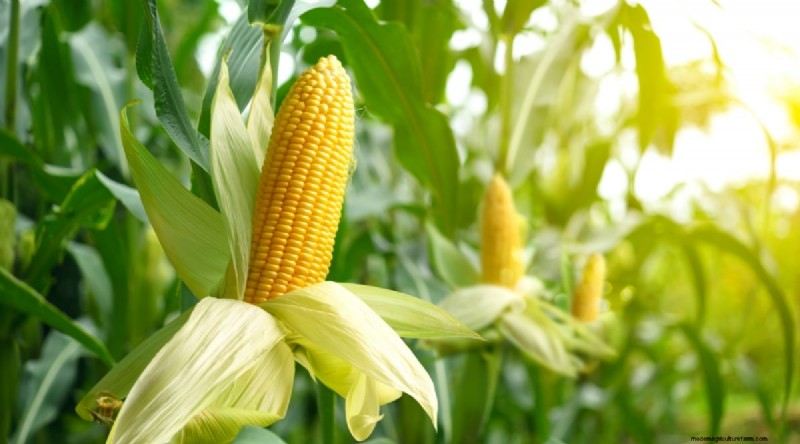 Best Companion Plants for Beans: Boost Your Garden Yield