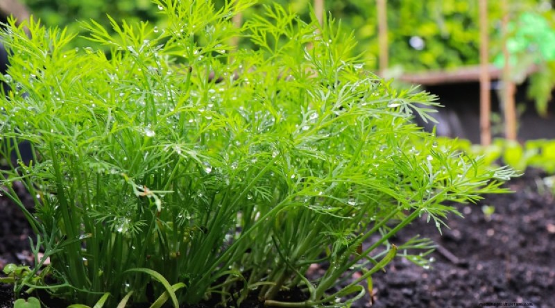 Best Companion Plants for Beans: Boost Your Garden Yield