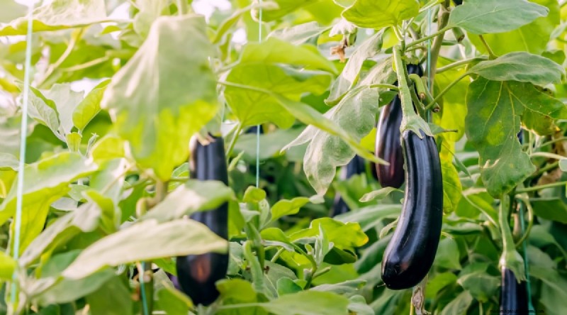 Best Companion Plants for Beans: Boost Your Garden Yield