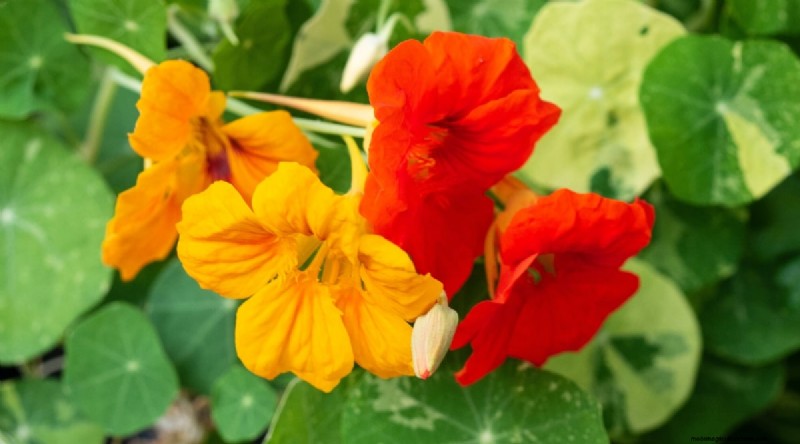 Best Companion Plants for Beans: Boost Your Garden Yield