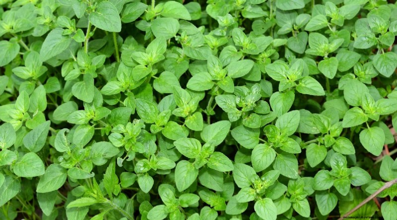 Best Companion Plants for Beans: Boost Your Garden Yield