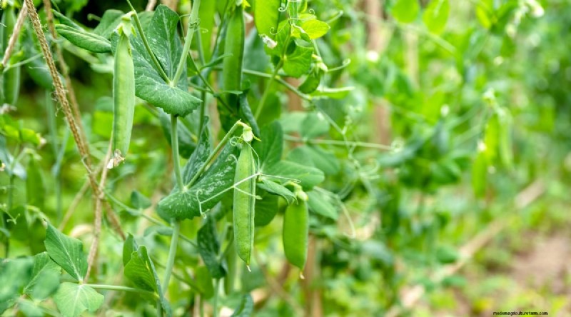 Best Companion Plants for Beans: Boost Your Garden Yield