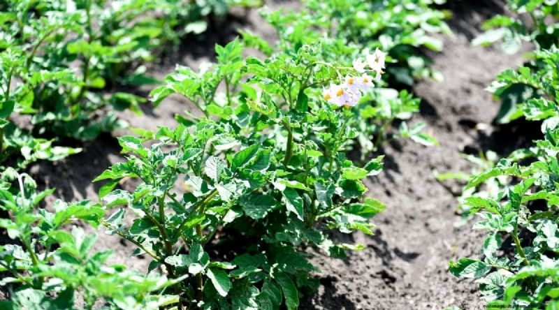 Best Companion Plants for Beans: Boost Your Garden Yield