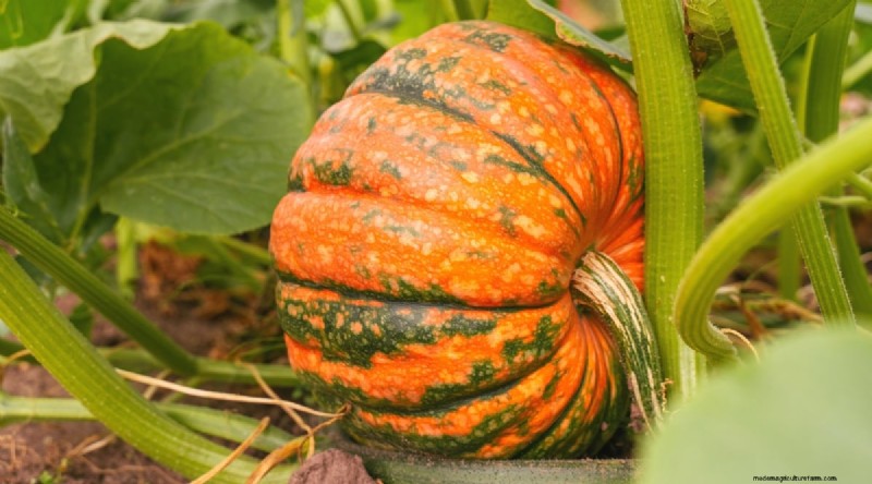 Best Companion Plants for Beans: Boost Your Garden Yield