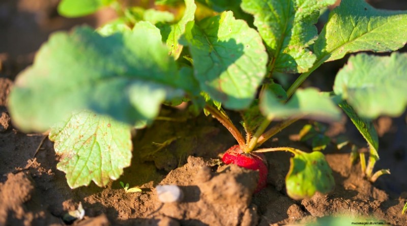 Best Companion Plants for Beans: Boost Your Garden Yield