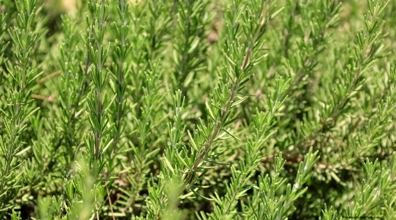 Best Companion Plants for Beans: Boost Your Garden Yield