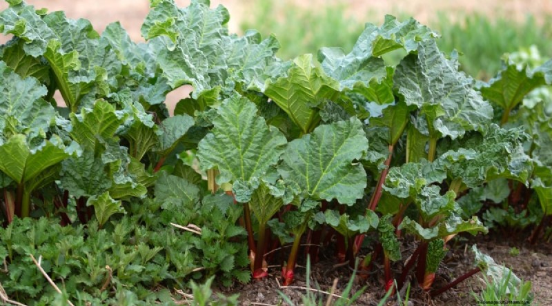 Best Companion Plants for Beans: Boost Your Garden Yield