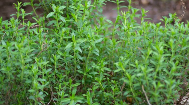 Best Companion Plants for Beans: Boost Your Garden Yield
