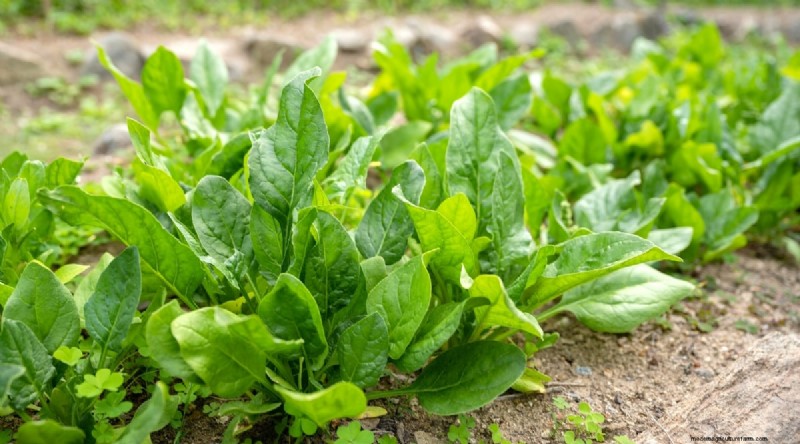 Best Companion Plants for Beans: Boost Your Garden Yield
