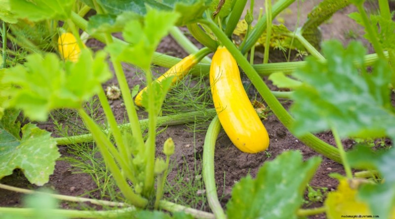 Best Companion Plants for Beans: Boost Your Garden Yield