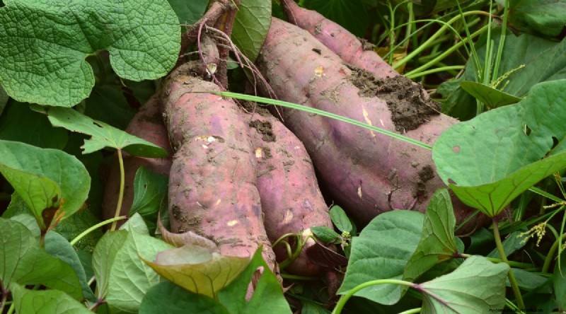 Best Companion Plants for Beans: Boost Your Garden Yield