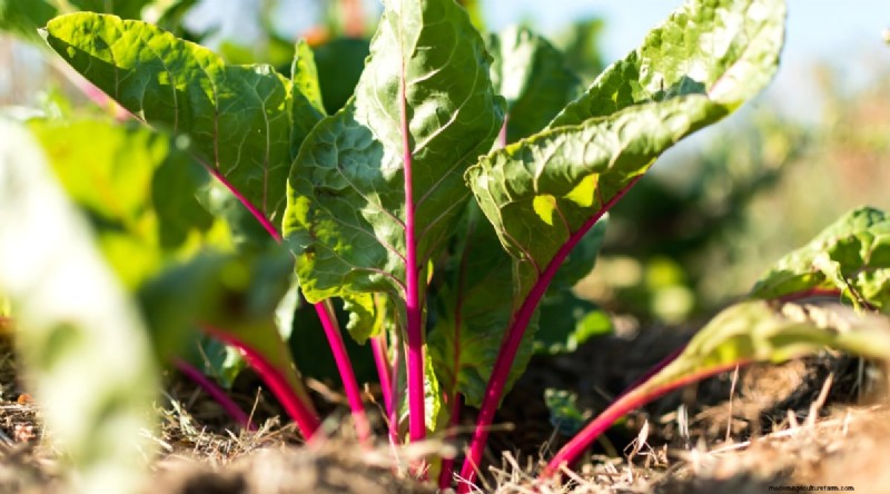 Best Companion Plants for Beans: Boost Your Garden Yield