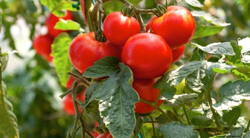 Best Companion Plants for Beans: Boost Your Garden Yield