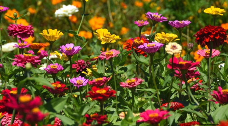 Best Companion Plants for Beans: Boost Your Garden Yield