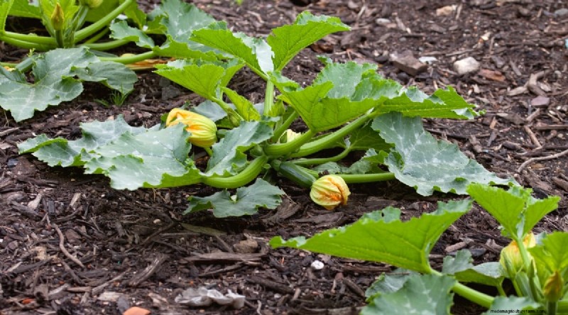 Best Companion Plants for Beans: Boost Your Garden Yield