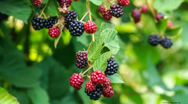 Growing Blueberries & Blackberries Together: A Guide