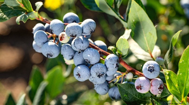 Growing Blueberries & Blackberries Together: A Guide
