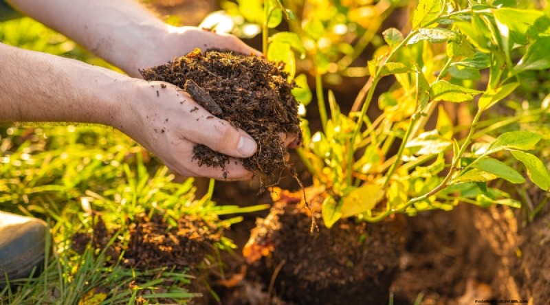 Growing Blueberries & Blackberries Together: A Guide