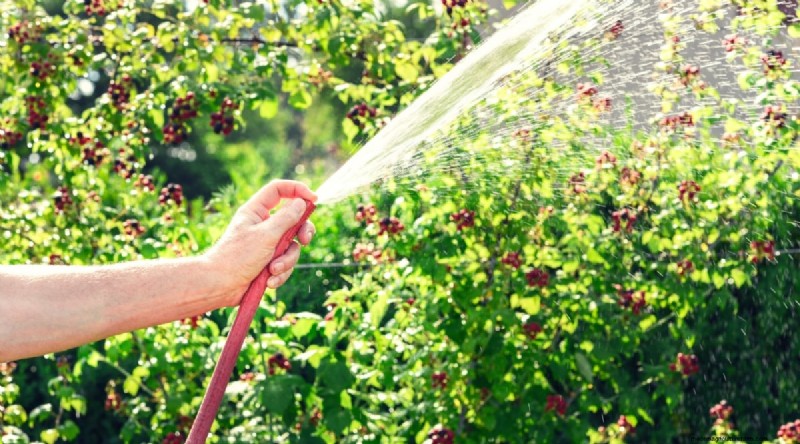 Growing Blueberries & Blackberries Together: A Guide
