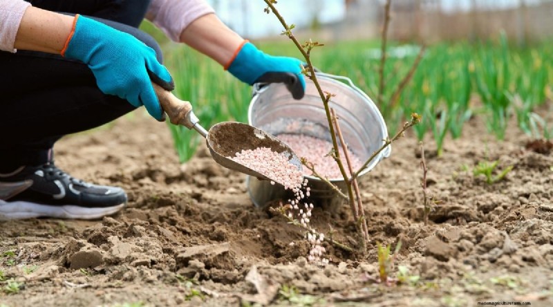 Growing Blueberries & Blackberries Together: A Guide