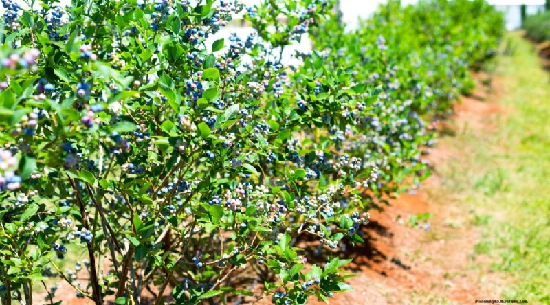 Growing Blueberries & Blackberries Together: A Guide