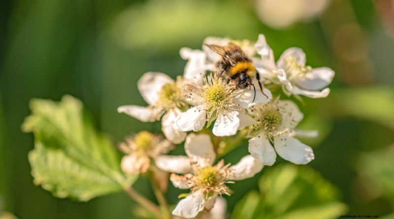 Growing Blueberries & Blackberries Together: A Guide