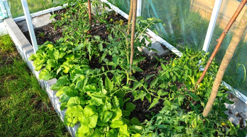 Companion Planting: Growing Tomatoes & Radishes Together