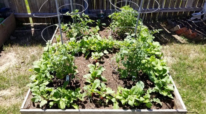 Companion Planting: Growing Tomatoes & Radishes Together