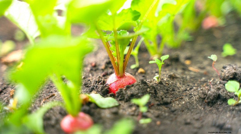 Companion Planting: Growing Tomatoes & Radishes Together