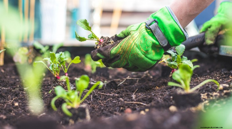 Companion Planting: Growing Tomatoes & Radishes Together