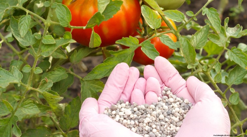 Companion Planting: Growing Tomatoes & Radishes Together