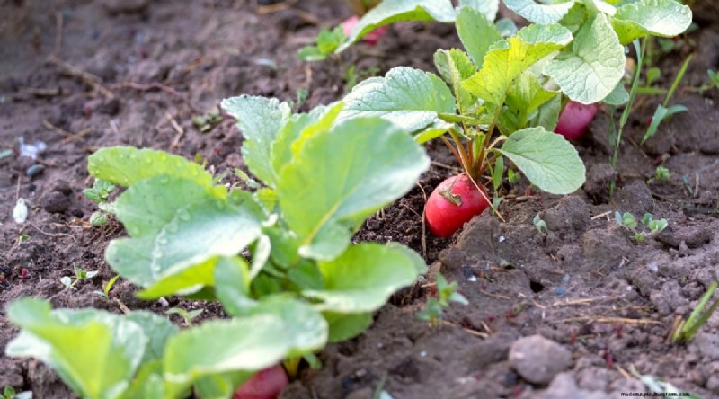 Companion Planting: Growing Tomatoes & Radishes Together